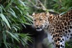 leopard 11