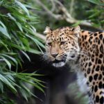 പുള്ളിപ്പുലി ആക്രമണം : കുഞ്ഞിന് ദാരുണാന്ത്യം leopard 11