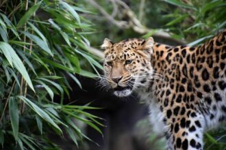 പുള്ളിപ്പുലി ആക്രമണം : കുഞ്ഞിന് ദാരുണാന്ത്യം leopard 11