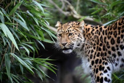 leopard 11