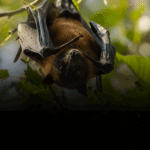Nipah virus Kozhikode