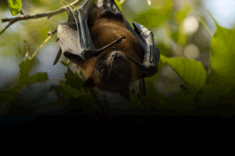 Nipah virus Kozhikode