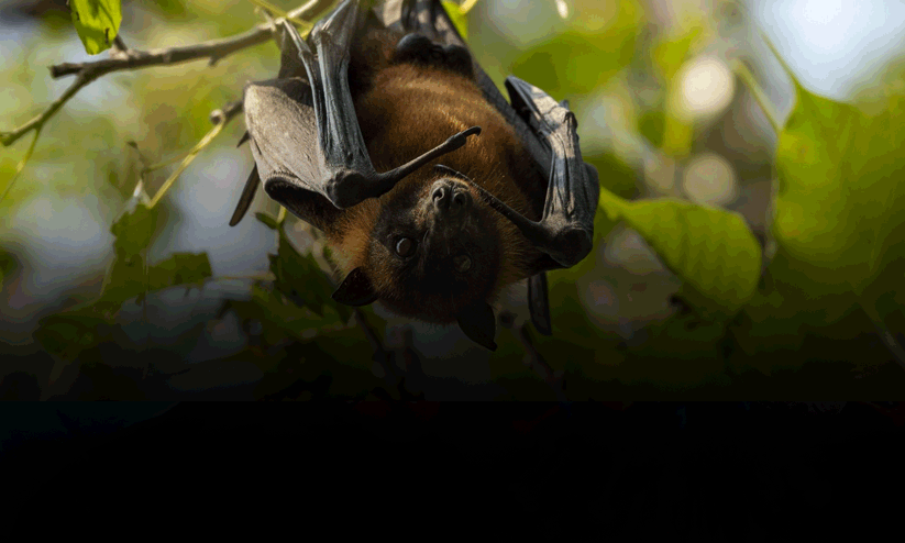 Nipah virus Kozhikode